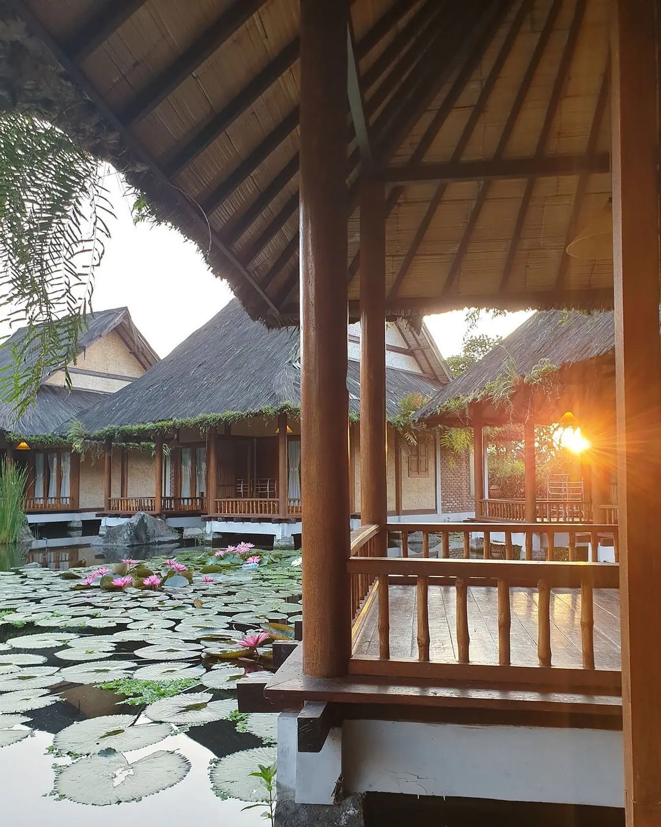 Pandangan dari gazebo kayu ke arah kolam teratai dan bungalow pada senja hari