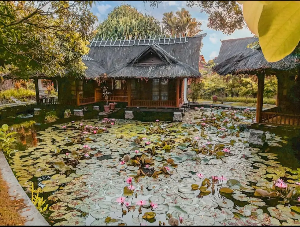 Kolam teratai berbunga dengan bungalow beratap ijuk di belakangnya